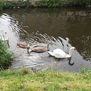 Swans - Leeds and Liverpool Canal in Burnley