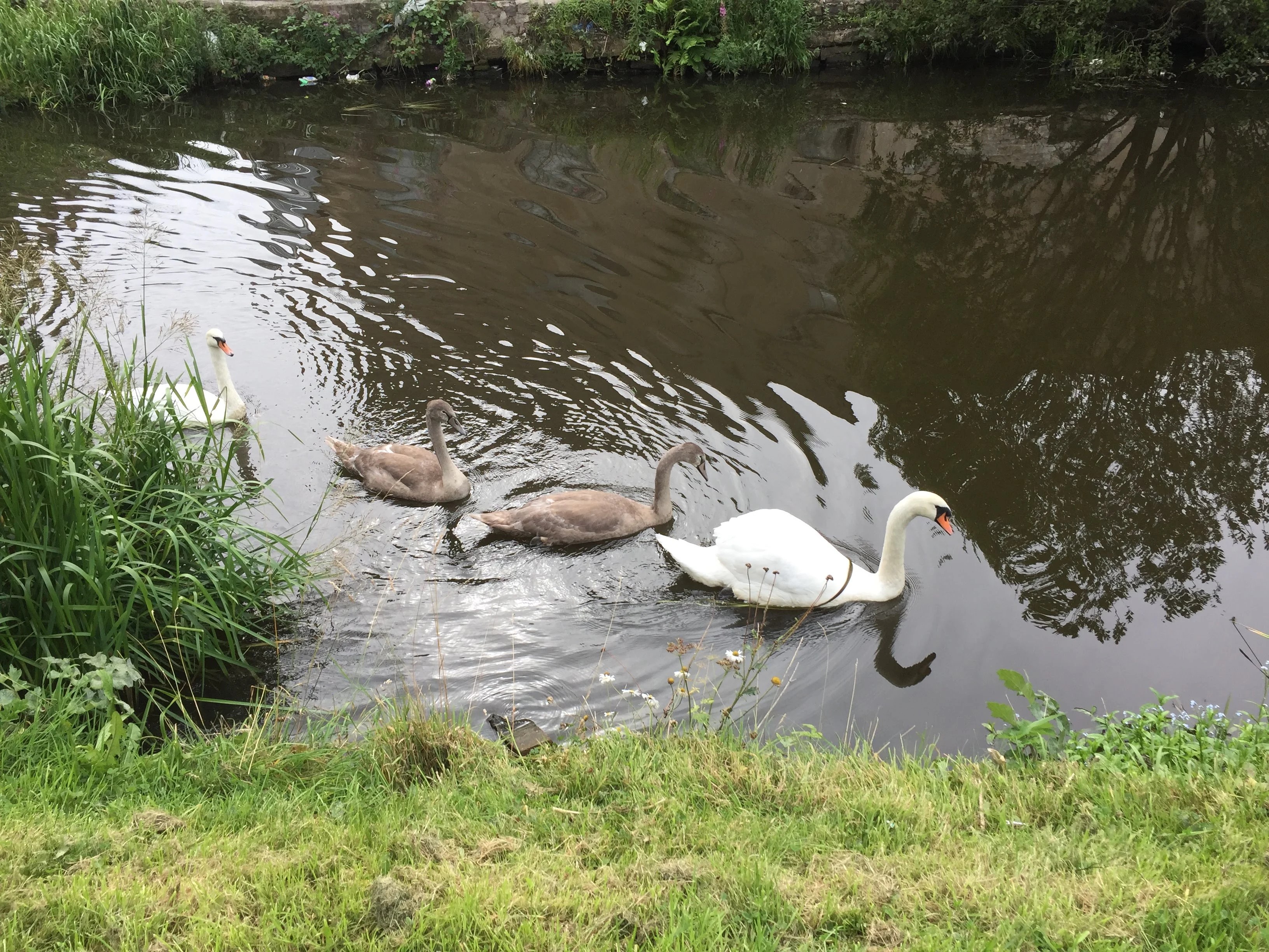 Swans - Leeds and Liverpool Canal in Burnley